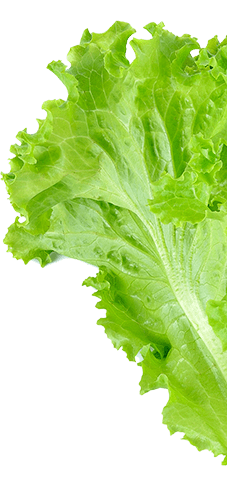 Bay Leaf Shape Bay Leaf Shape